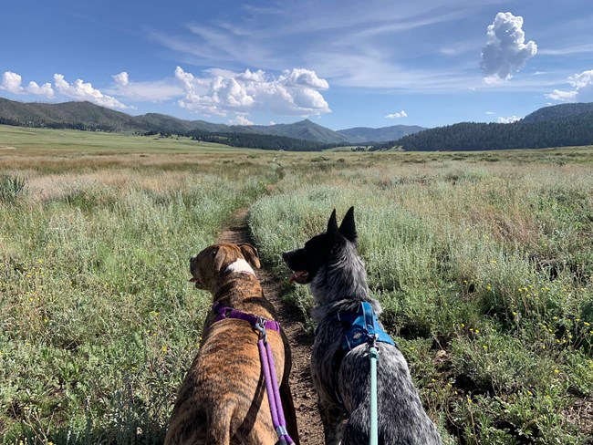 Two leashed dogs enjoying a hike on the Valle Grande Trail