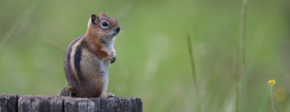 A golden-mantled ground squirrel stands on a cut stump.