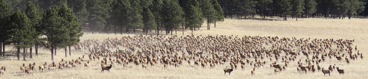 Elk herd in a grassland and near the edge of a conifer forest.