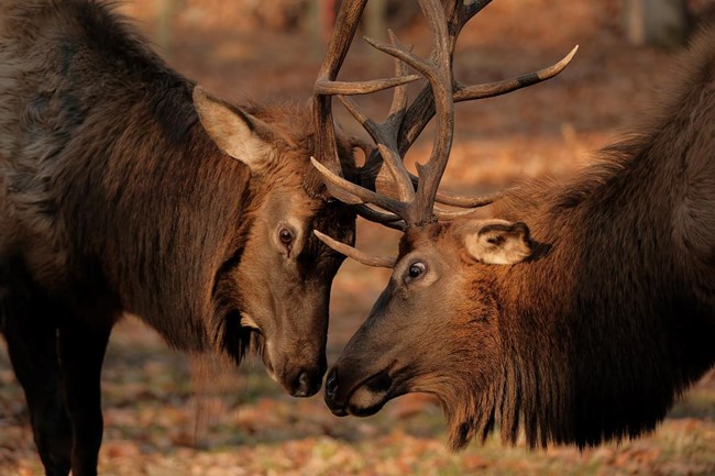 Two bull elk lock antlers and spar
