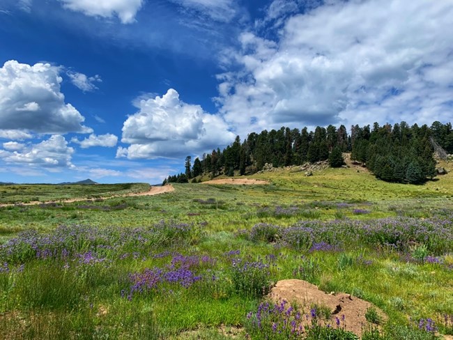 Purple flowers grow in tall grass. A boulder in the right foreground. A forested hill in the top right under a cloudy sky. A dirt road veers off to the left into the distance.