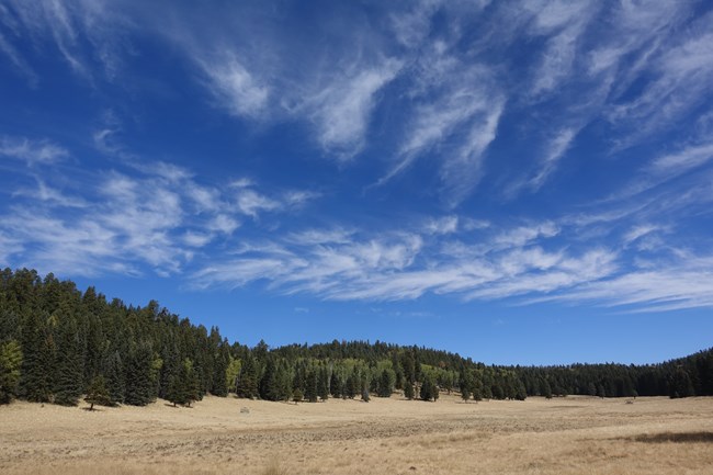 A vast meadow is lined by a pine forest under a cloudy blue sky.