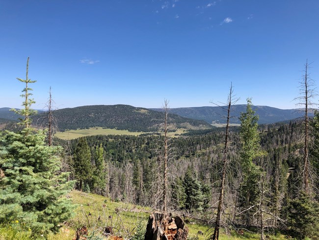 The view from atop a forested mountain reveals a series of alternating rolling forests hills and  grassy valleys. The sky is mostly clear and blue.