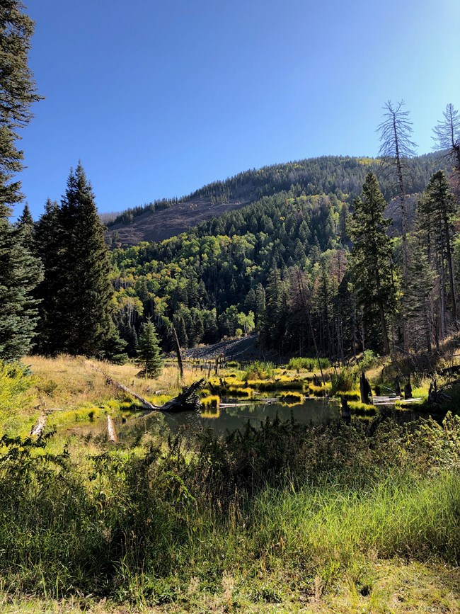 A lush narrow valley where a small pond is surrounded by tall grass, bushes, and tall pine trees. A steep forested slope climbs from the center up to the right. A thin and clear blue sky makes for a beautiful day.