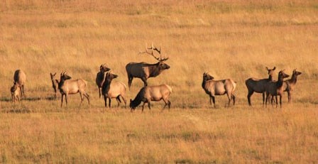 Elk herd at Valles Caldera
