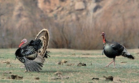 Turkeys at Valles Caldera