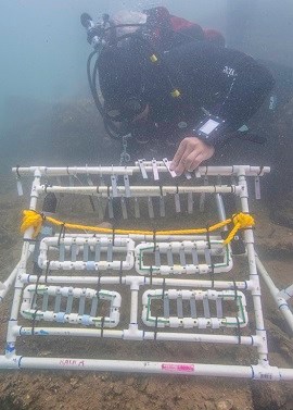 National Park Service and USCG divers conduct corrosion testing at the USS Arizona.