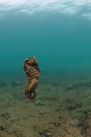 A pregnant male seahorse at the USS Arizona.