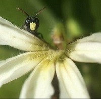 Hylaeus 2