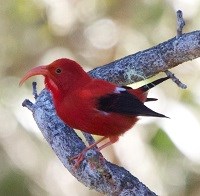 I'iwi bird