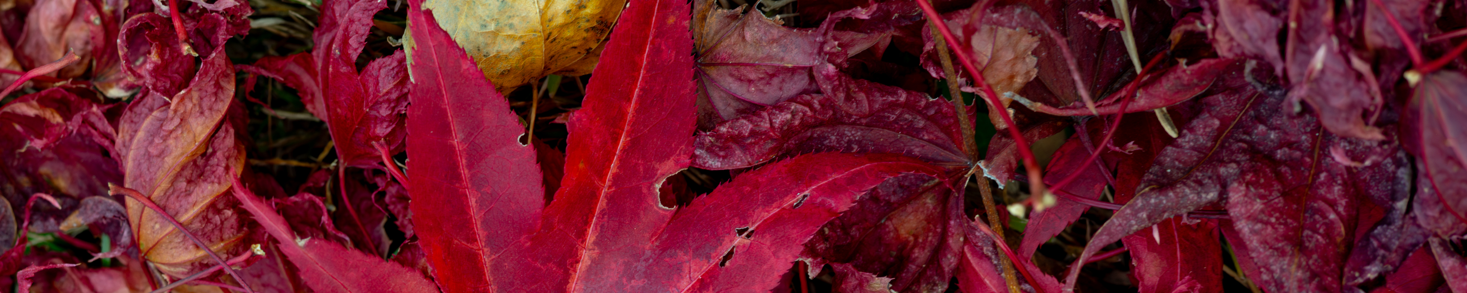 Close-up of red, Japanese maple leaves on the grassy ground.