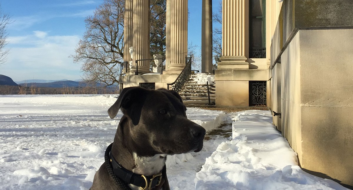 A black dog in a snowy landscape with grand mansion in the background.