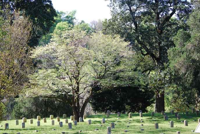 cemetery-dogwood