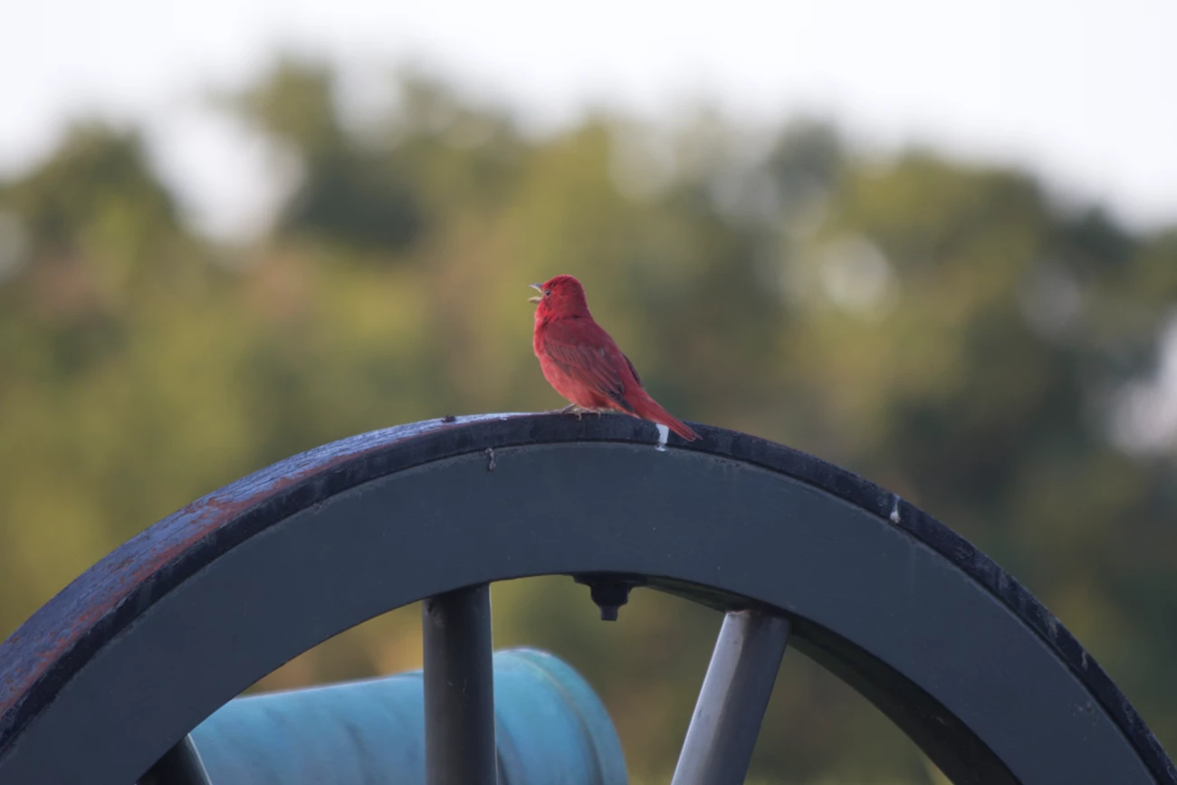 Birds of the Battlefield A red bird sits on a wheel of a civil war era cannon