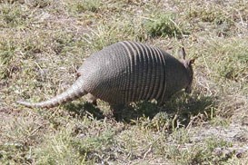 Armadillo Armadillo