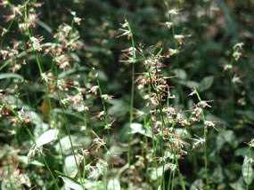 Basket Grass Basket Grass