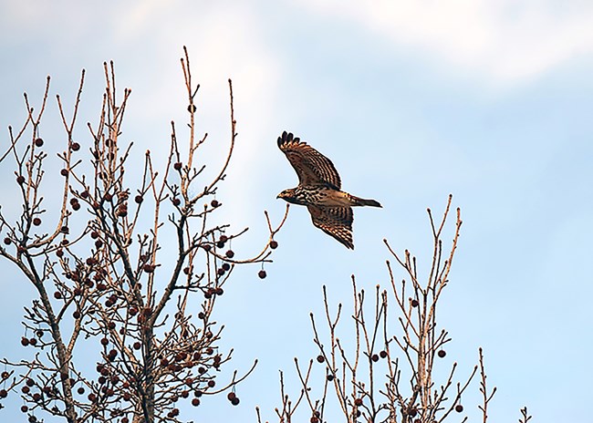 A large bird soars over trees