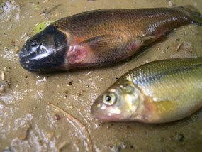 Fathead Minnows
