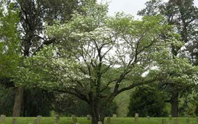 Flowering Dogwood Flowering Dogwood