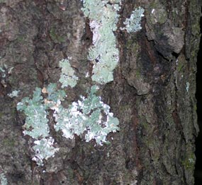 Lichens