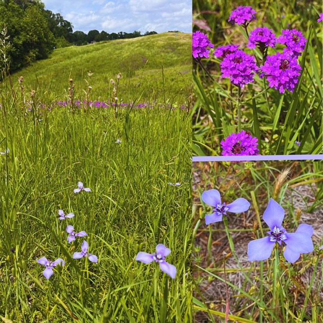 three images of various types of purple wildflowers in green covered hills