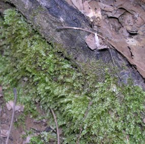 Moss Moss