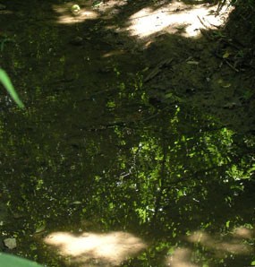 Pond Near Park Boundary Pond Near Park Boundary
