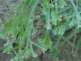 Spider Brake Fern on Mint Springs Bayou Spider Brake Fern on Mint Springs Bayou
