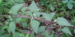 Stinging Nettle Stinging Nettle