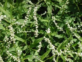 Swamp Smartweed Swamp Smartweed