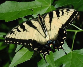 Tiger Swallowtail Butterfly Tiger Swallowtail Butterfly