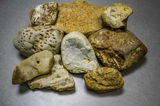 fossils vicksburg national military park u s national park service