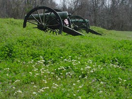 Wildflowers and Cannon Wildflowers and Cannon
