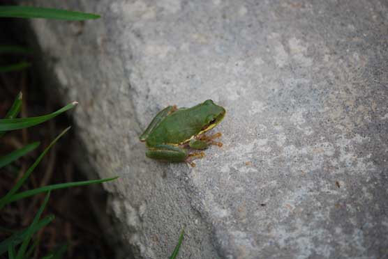 squirrel--treefrog-DSC_2895