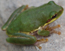 green-treefrog-DSC_2896