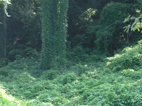 Kudzu on the South Loop