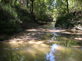 Mint Springs Bayou