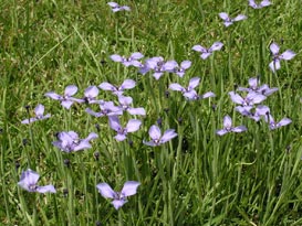 Prairie Nymphs
