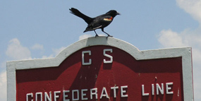 Redwing Blackbird