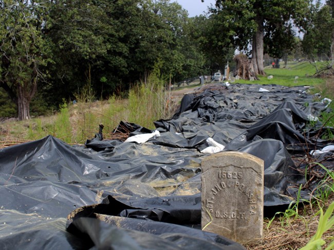 Black plastic tarp covers an area with grass and trees around it. Trees in the background. A gravestone is visible on the right side of the image