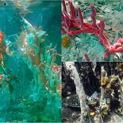 Figure 9. Sponges Figure 9. Sponges