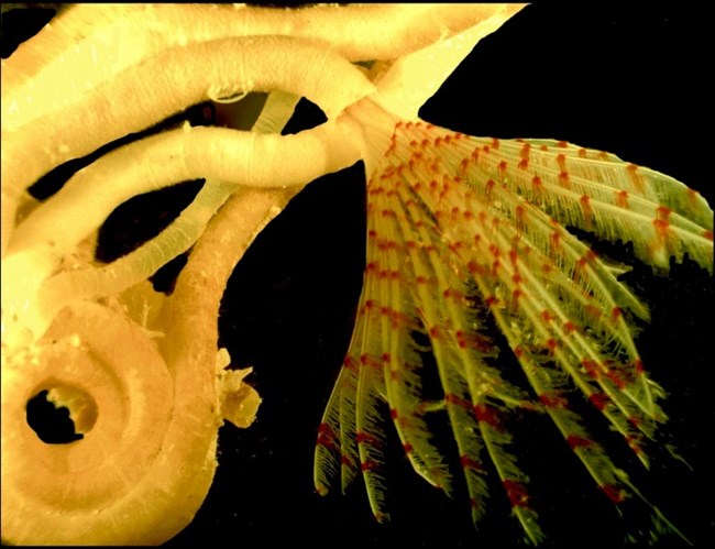 Newly described serpulid worm Serpulid worm Turbocavus secretus.
