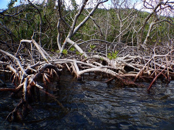 Mangroves Post Irma