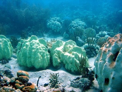 Extensive bleaching of Orbicella colonies. Extensive bleaching of Orbicella colonies.