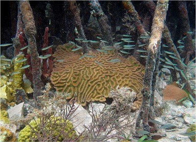 Colpohyllia Orbicella in Mangroves Colpohyllia natans and Orbicella spp. in Mangroves