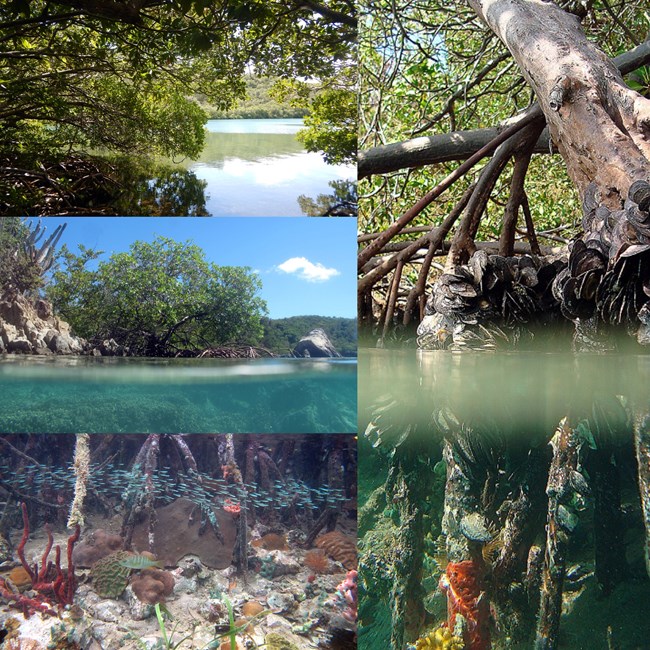 Fig 2 Composite Unique Coral paper Figure 2. Red Mangroves fringe the shorelines of the bays in Hurricane Hole and their prop roots extend into the clear waters below (a,b). Corals grow on and among the prop roots and on nearby hard substrata (c,d). All photos in this article were taken by