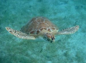 Green Turtle Flying