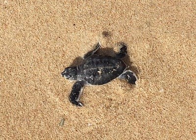 Turtle hatching