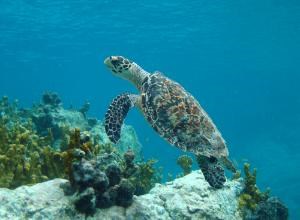 Hawksbill Dancing