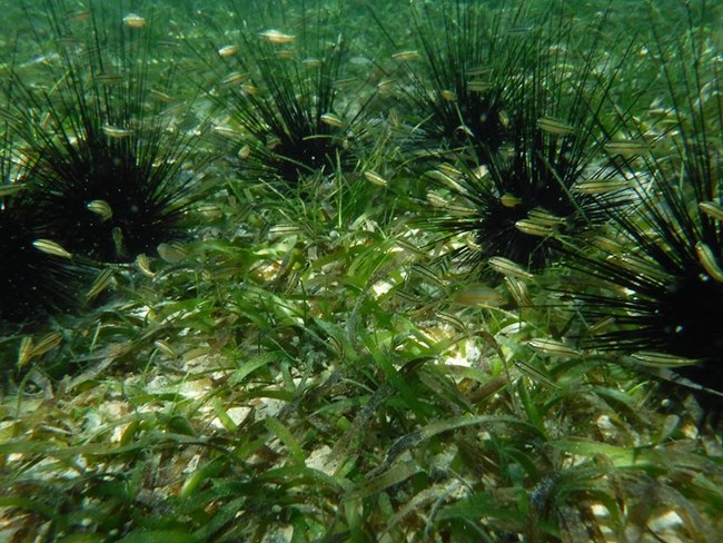 Long-spined black urchins and juvenile grunts.